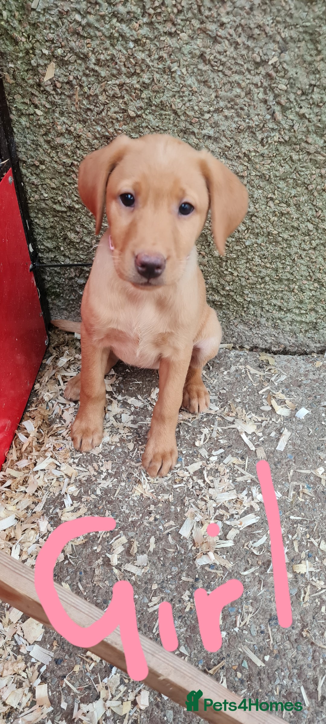 Labrador Retriever dogs for sale: Labrador Fox Red - Image 27