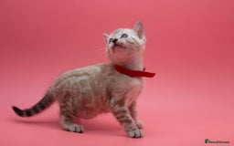 Bengal cats for sale: ✨ Snow Lynx Bengal Kittens – Ready to Reserve! ✨ - Image 3