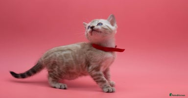 Bengal cats - Advert 8