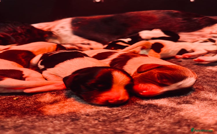 English Springer Spaniel dogs KC English Springer Spaniels  - Advert 1