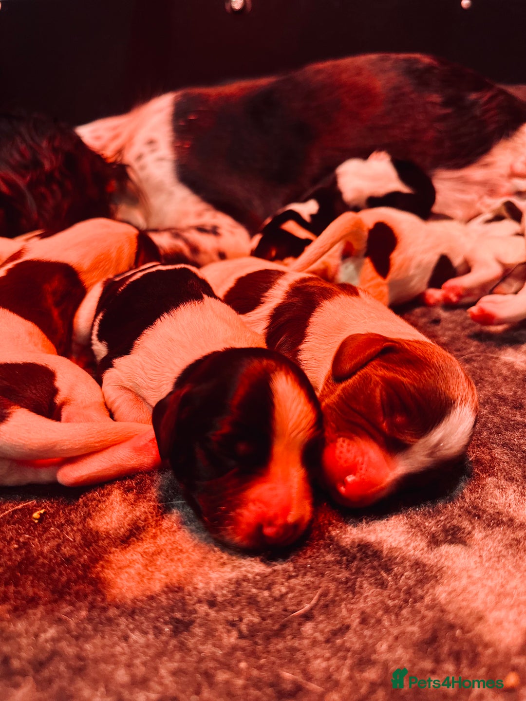 English Springer Spaniel dogs for sale: KC English Springer Spaniels  - Advert 14