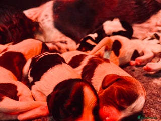 English Springer Spaniel dogs KC English Springer Spaniels - Advert 2