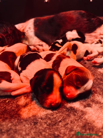 English Springer Spaniel dogs KC English Springer Spaniels - Advert 1