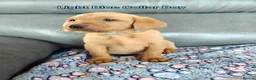 Labrador Retriever dogs for sale: Kc Reg Fox Red Labs From Health Tested Parents  - Advert 4