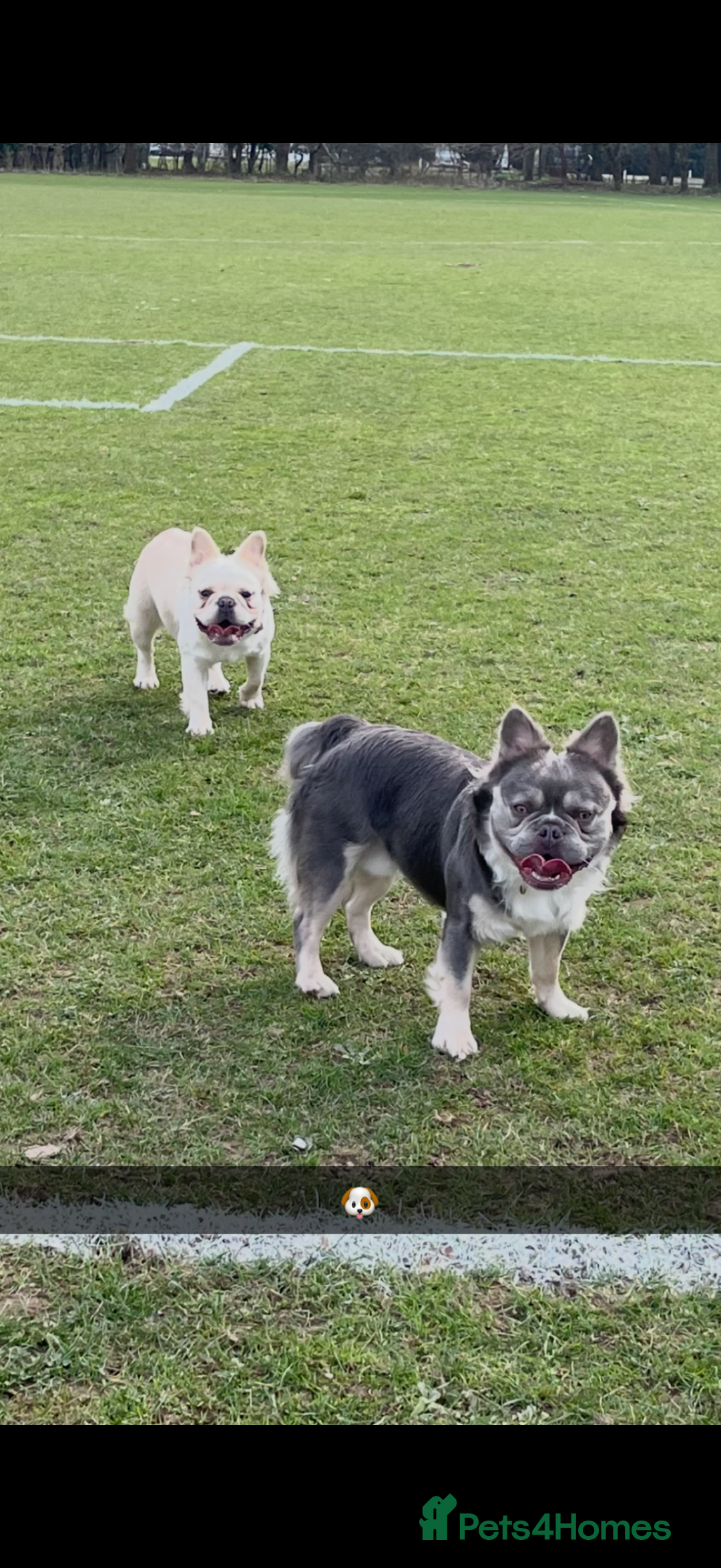 French Bulldog dogs for sale: Full visual outstanding fluffy frenchies - Advert 37