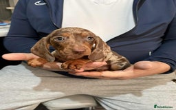 Dachshund dogs for sale: Miniature Dachshund Puppies - Advert 13