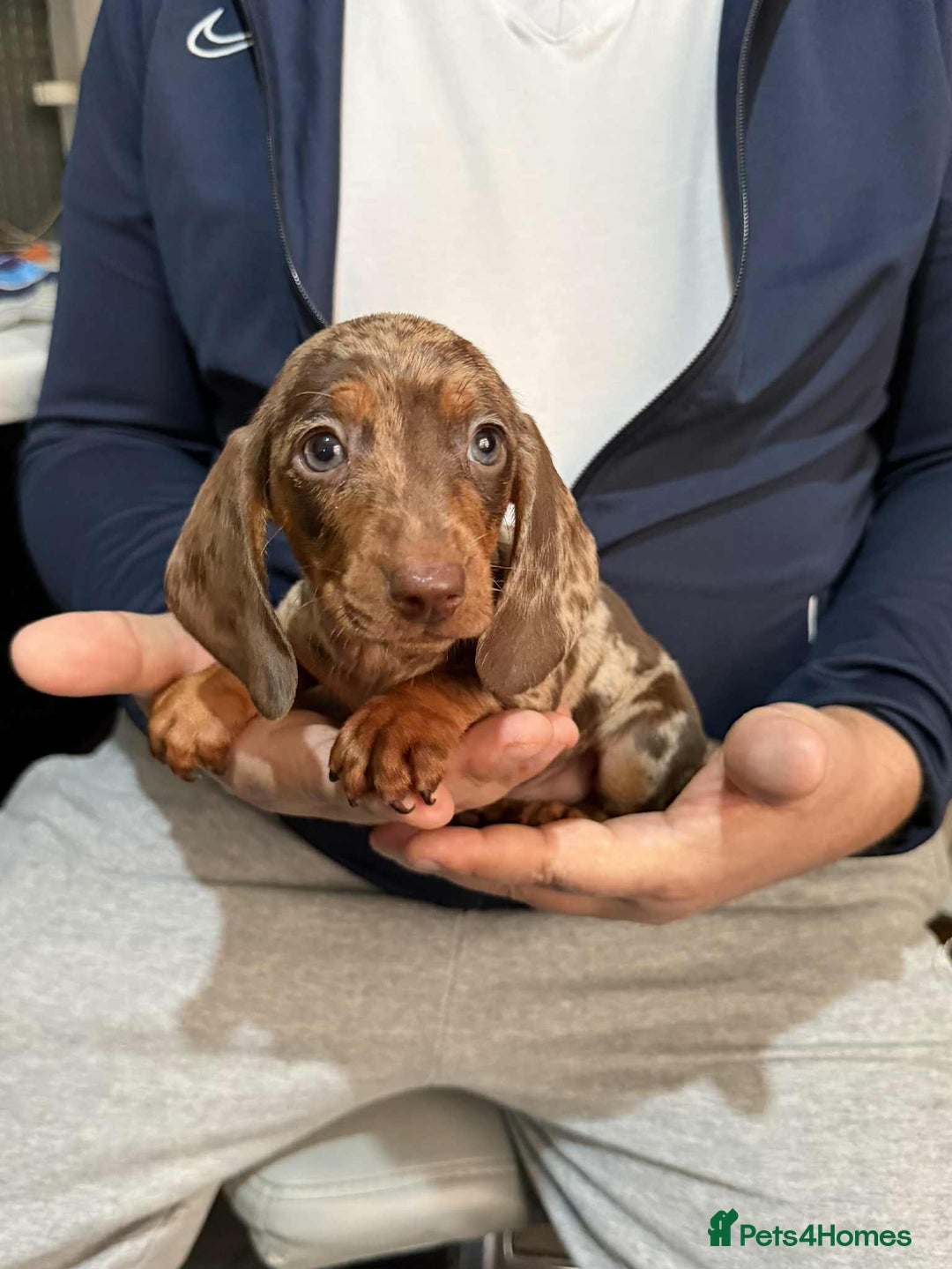 Dachshund dogs for sale: Miniature Dachshund Puppies - Advert 13
