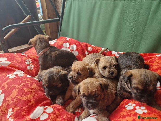 Mixed Breed dogs - Advert 1