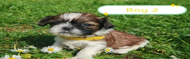 Shih Tzu Boy 2