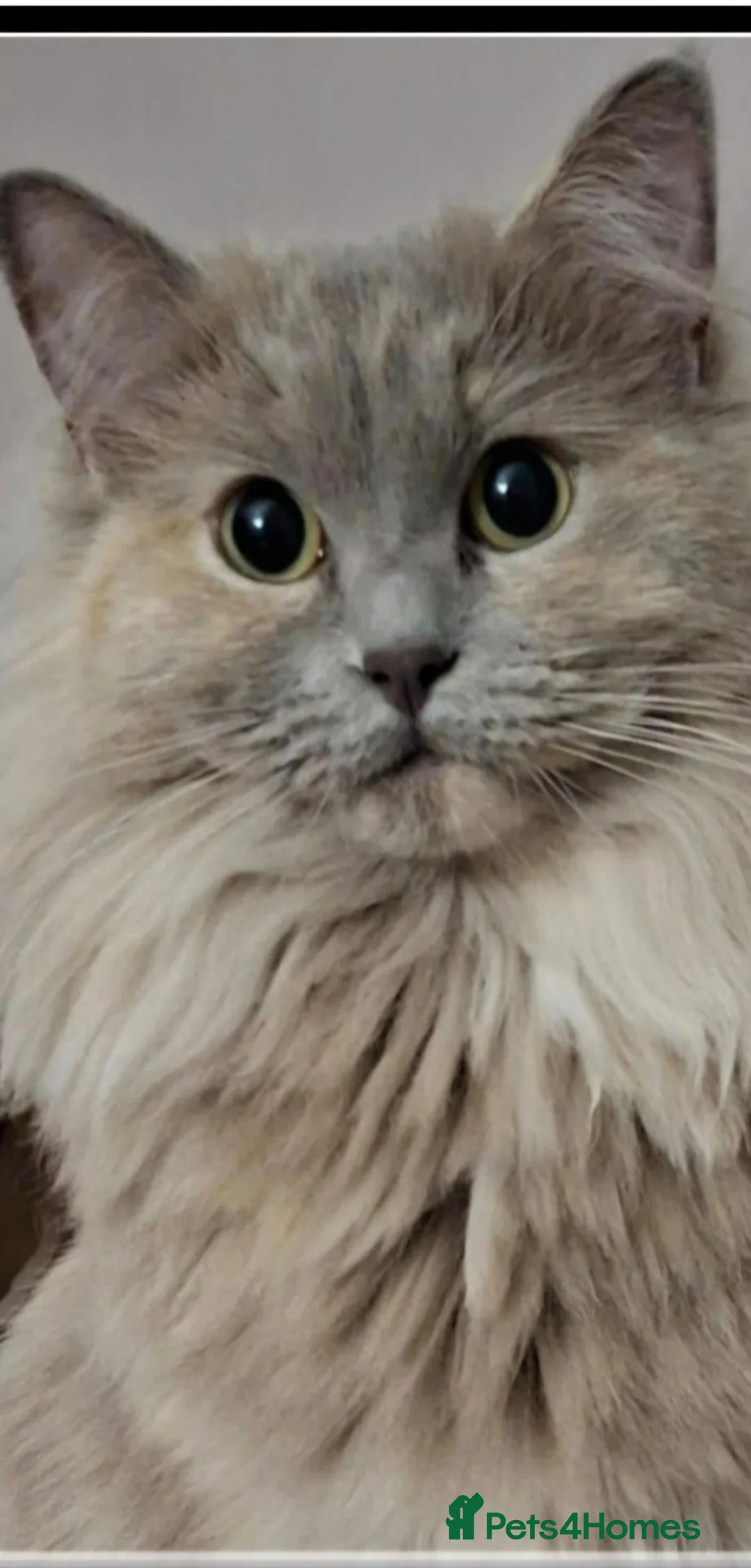Mixed Breed cats for sale: Maincoon-ragdoll  - Advert 7