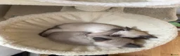 Siamese cats for sale: 5 Siamese kittens  - Advert 12