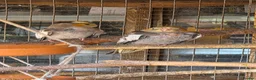 Cockatiels birds for sale: Baby cockatiel  in Stoke-on-Trent - Advert 10