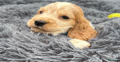 Cocker Spaniel dogs - Advert 7