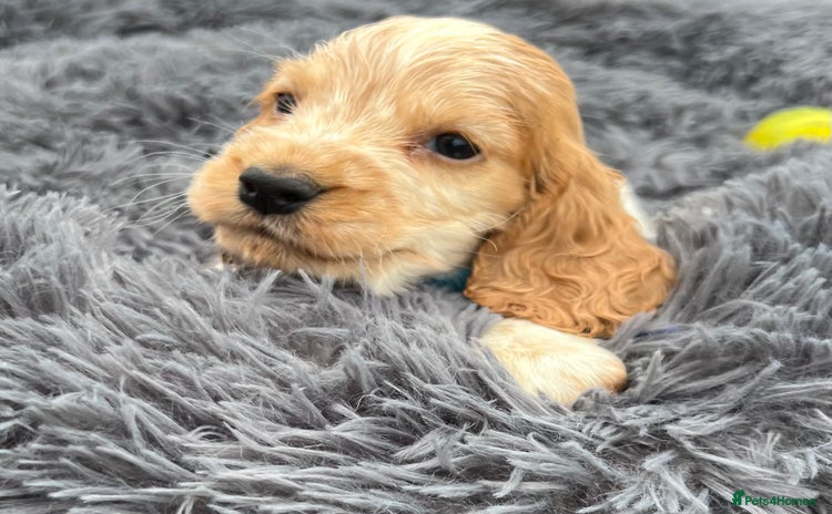 Cocker Spaniel dogs - Advert 4