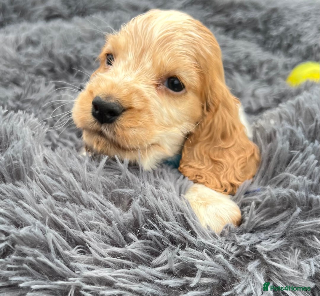 Cocker Spaniel dogs for sale: Show Cocker Puppies - Image 2