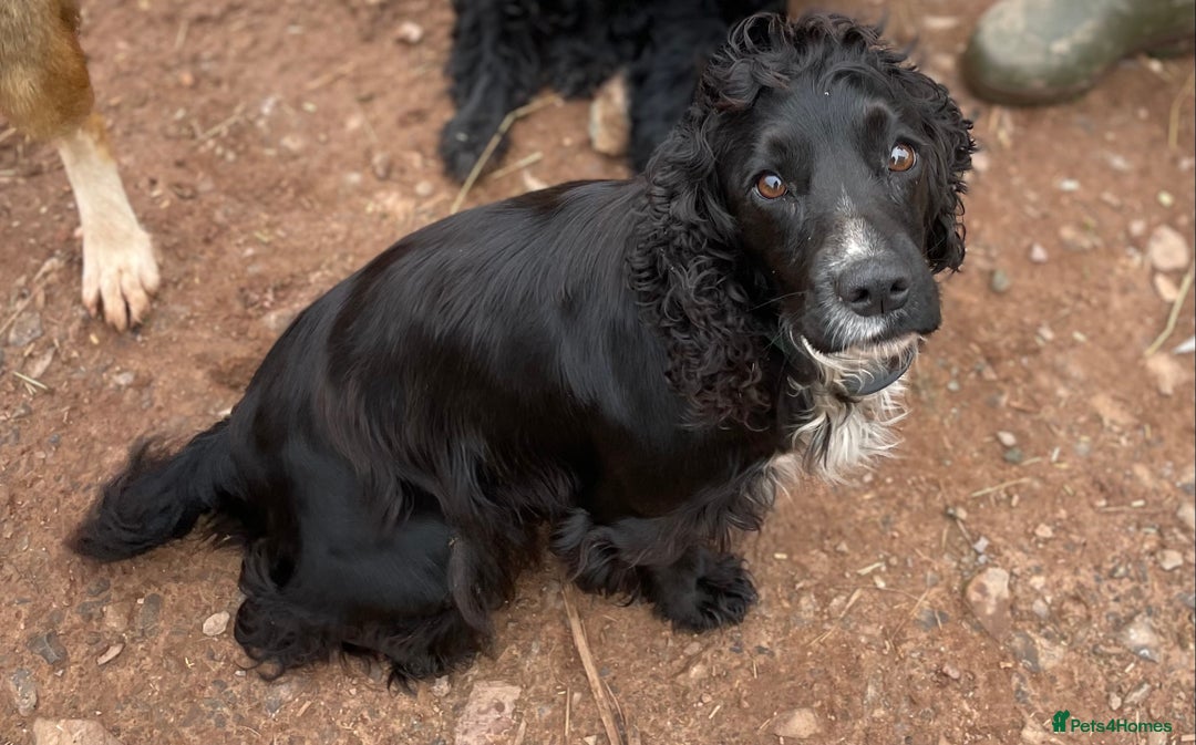 Cockapoo dogs for sale: Stunning DNA Health tested Cockapoos puppies - Image 7