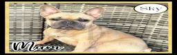 French Bulldog dogs for sale: Excellent Bloodline KC French Bulldogs A** Tested - Advert 17