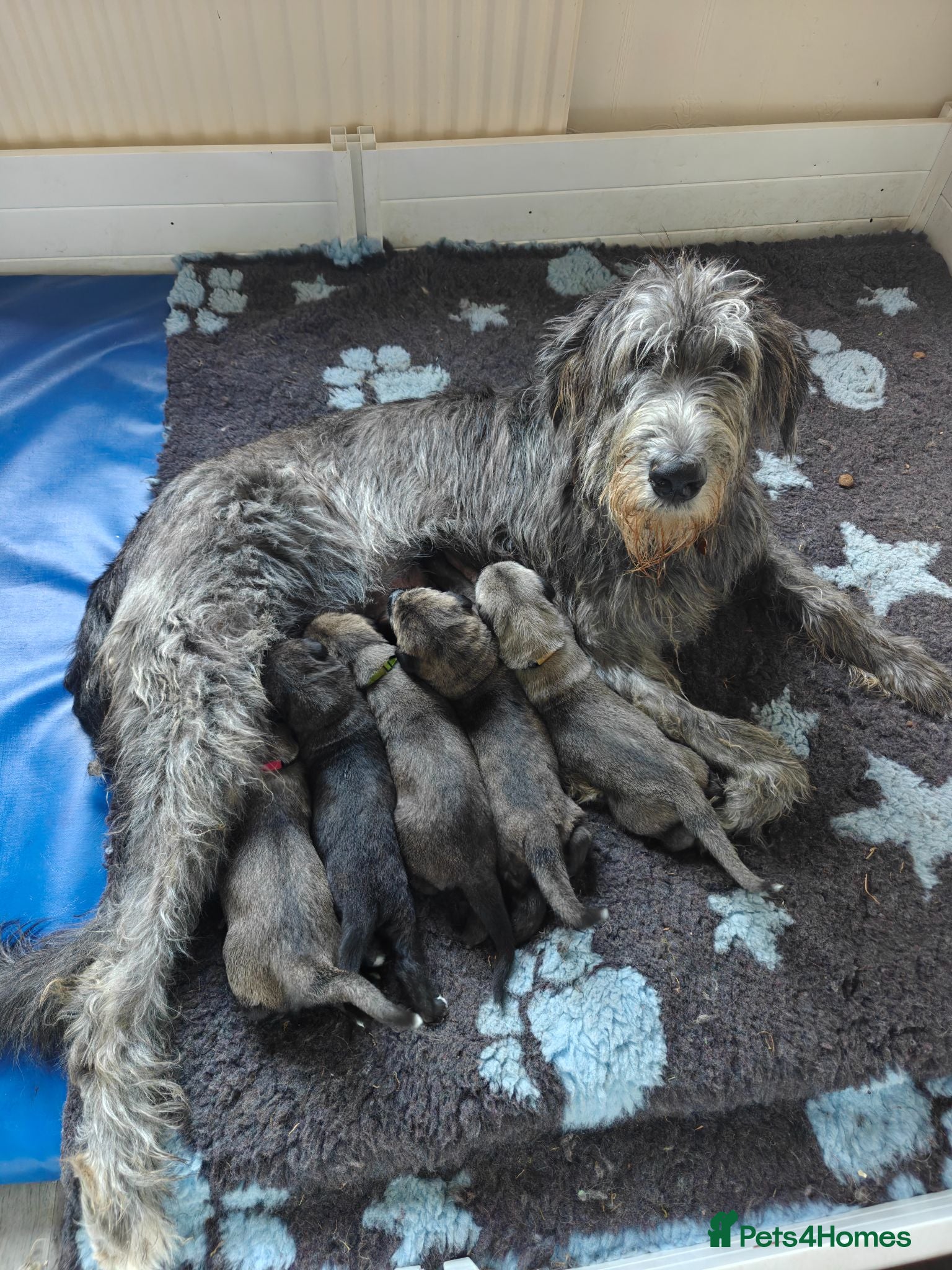 Irish Wolfhound dogs Stunning KC reg Irish Wolfhound litter for sale - Advert 1