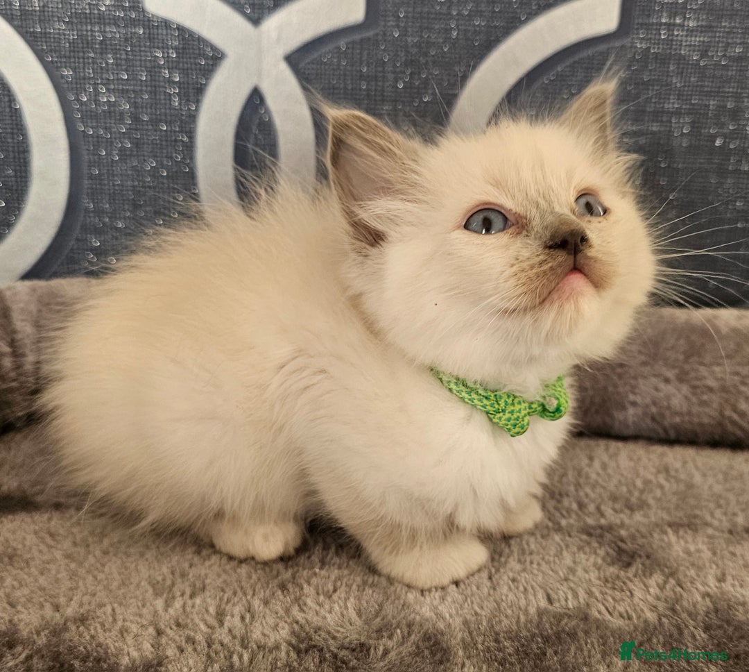 Ragdoll cats for sale: STUNNING GCCF CHAMPION SIRED KITTENS  - Image 21