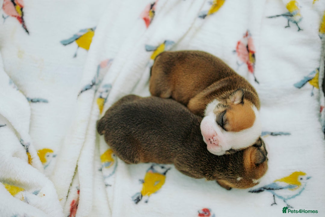 English Bulldog dogs for sale: Stunning litter of  English bulldog puppies - Image 25