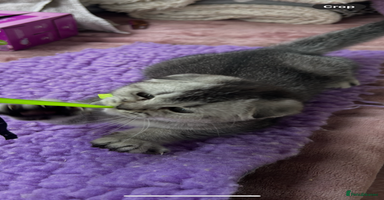 Scottish Fold cats - Advert 4