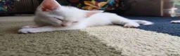 Mixed Breed cats for sale: Kittens  - Advert 2