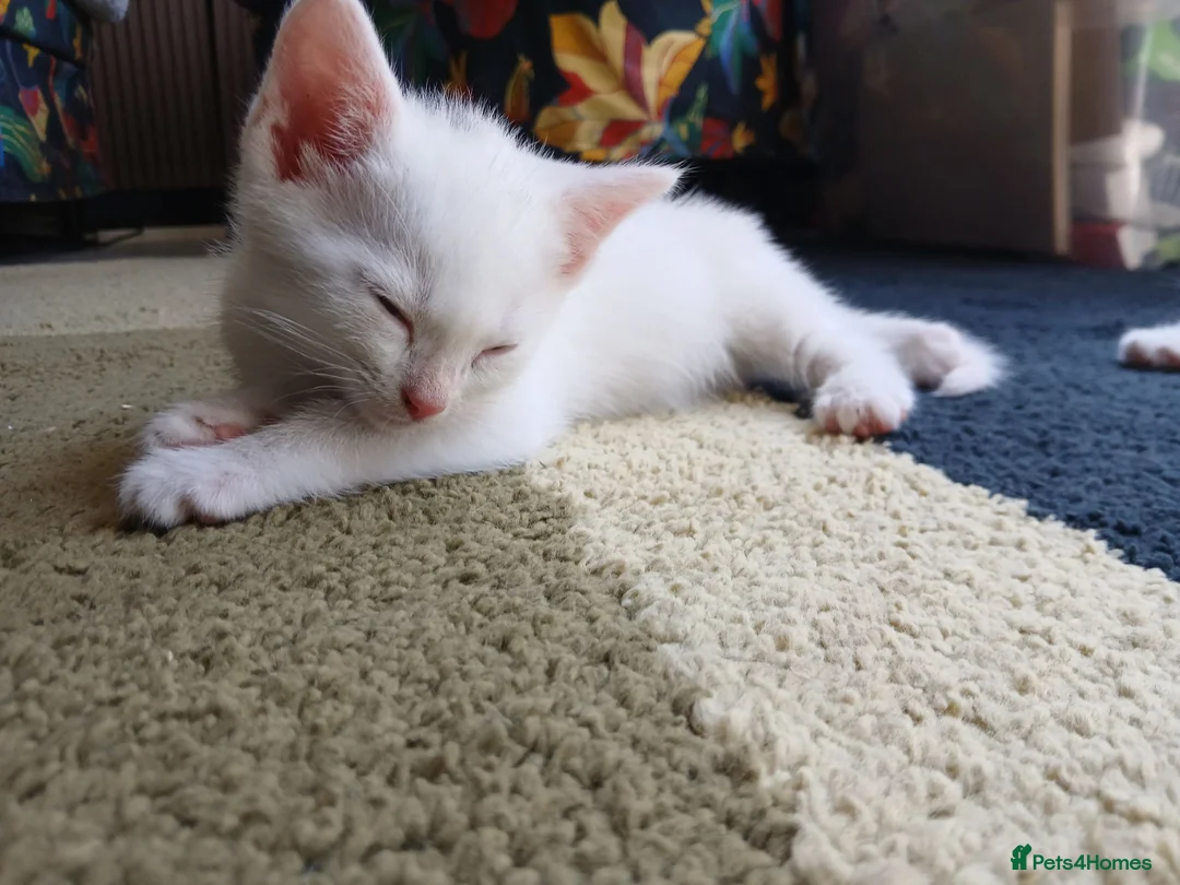 Mixed Breed cats for sale: Kittens  - Advert 2
