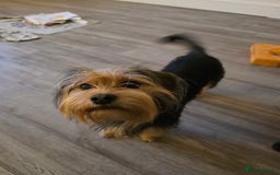 Mixed Breed dogs for sale: 11 month old yorkie x cocker spaniel - Image 1