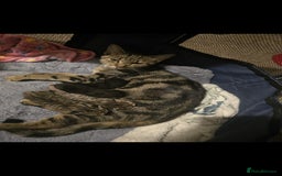 Mixed Breed cats for sale: 4 kittens available  - Image 4