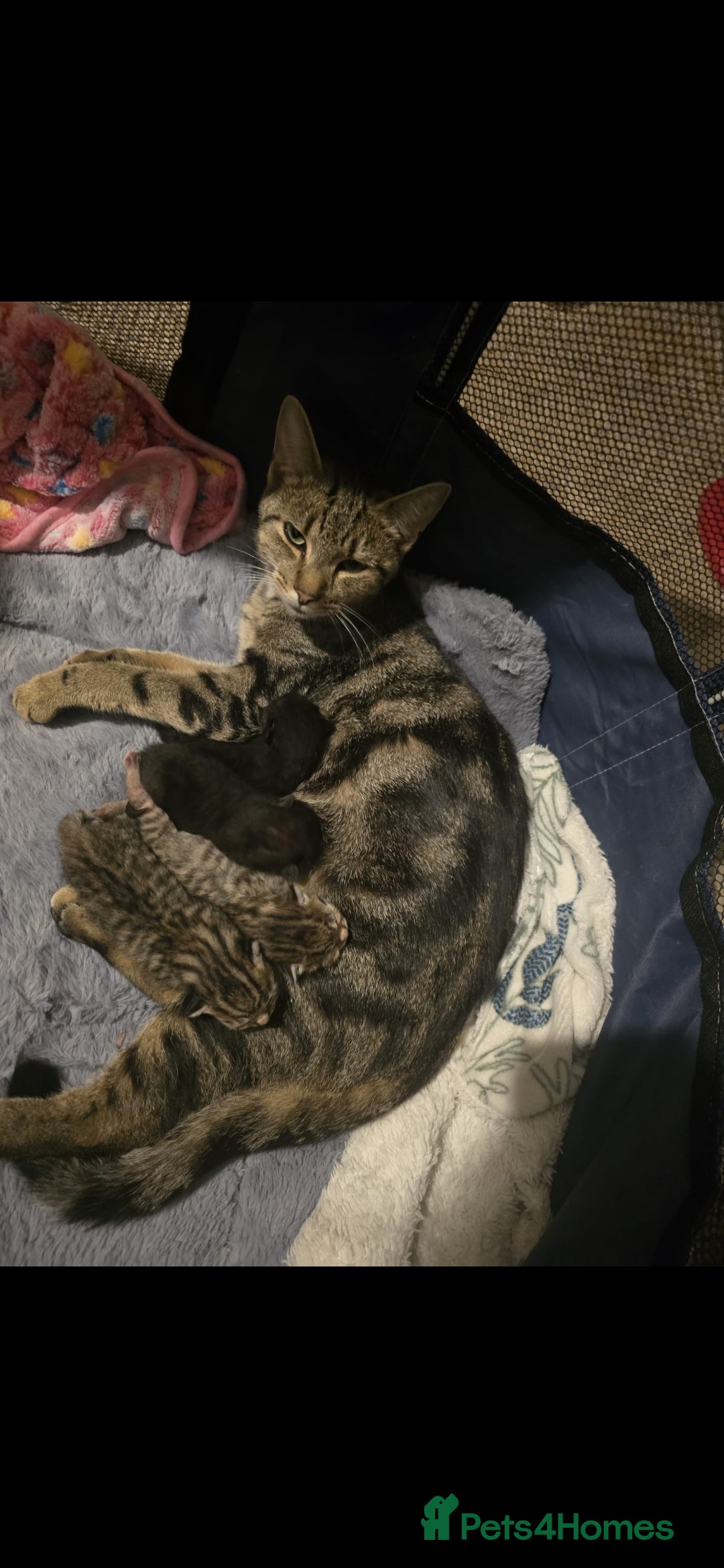 Mixed Breed cats for sale: 4 kittens available  - Image 4