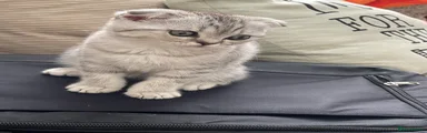 Scottish Fold 3