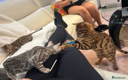 Bengal cats for sale: Bangal Kittens  - Image 34