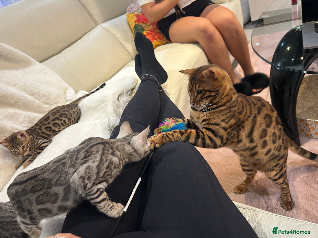 Bengal cats for sale: Bangal Kittens  - Image 34