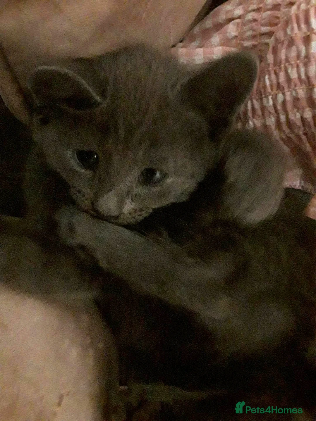 Russian Blue cats for sale: Stunning russian blue babies in Leeds - Advert 6