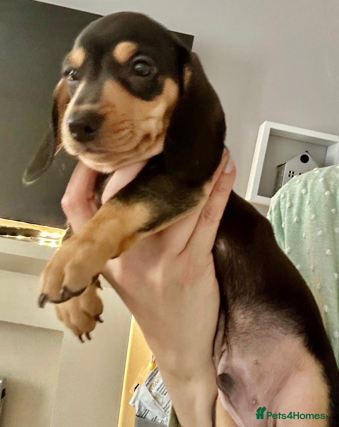 Dachshund dogs for sale: DACHSUND PUPPIES , ONE GIRL AND ONE BOY LEFT  - Image 13