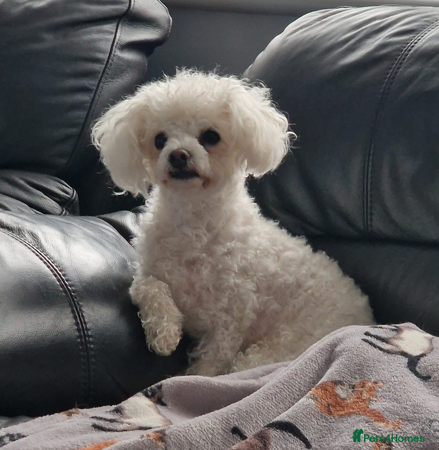 Bichon Frise dogs Maya - beautiful sweetie  - Advert 18