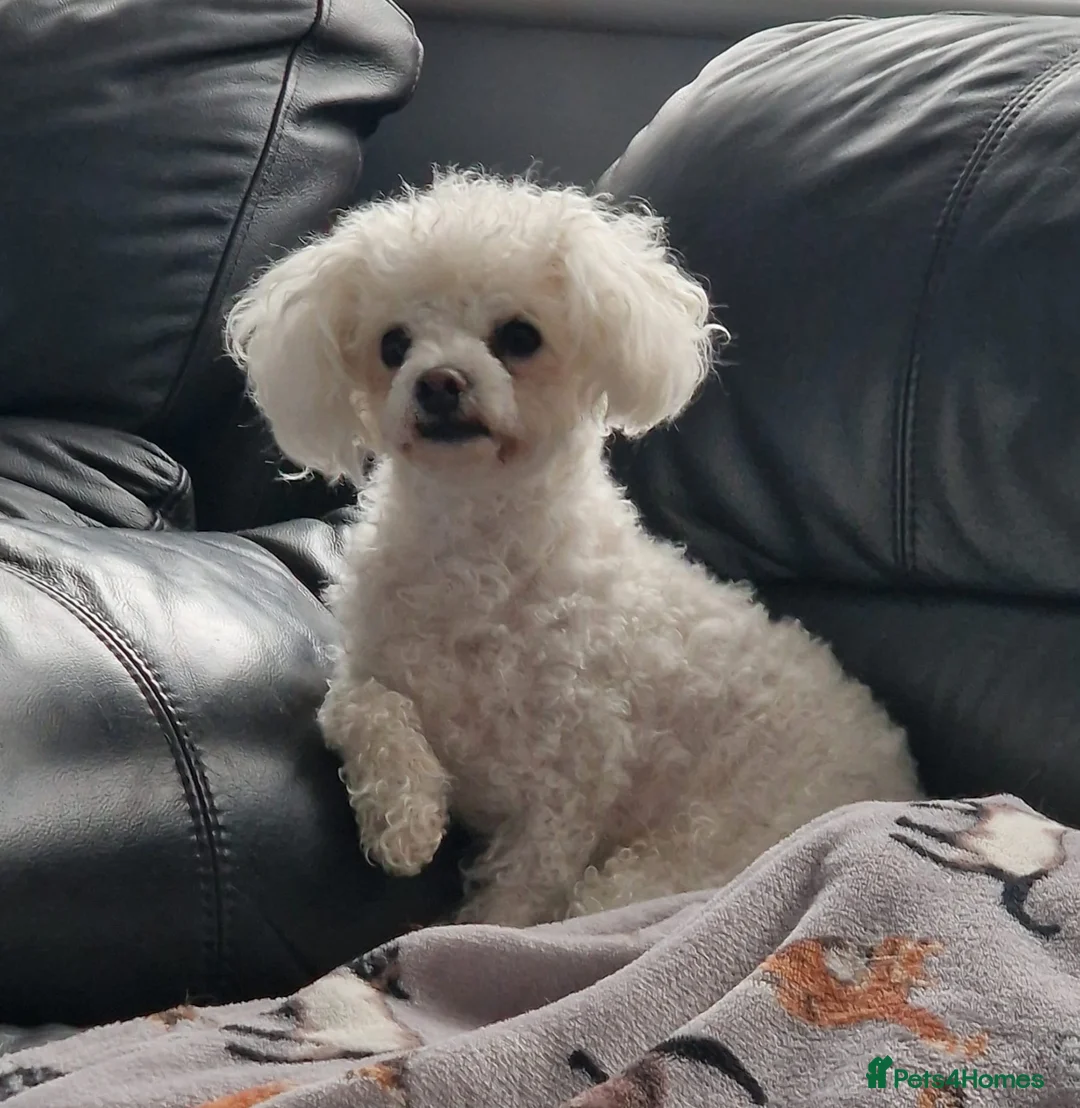 Bichon Frise dogs for sale: Maya - beautiful sweetie  - Advert 1