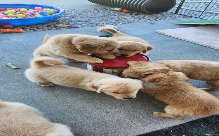 Golden Retriever dogs - Advert 3