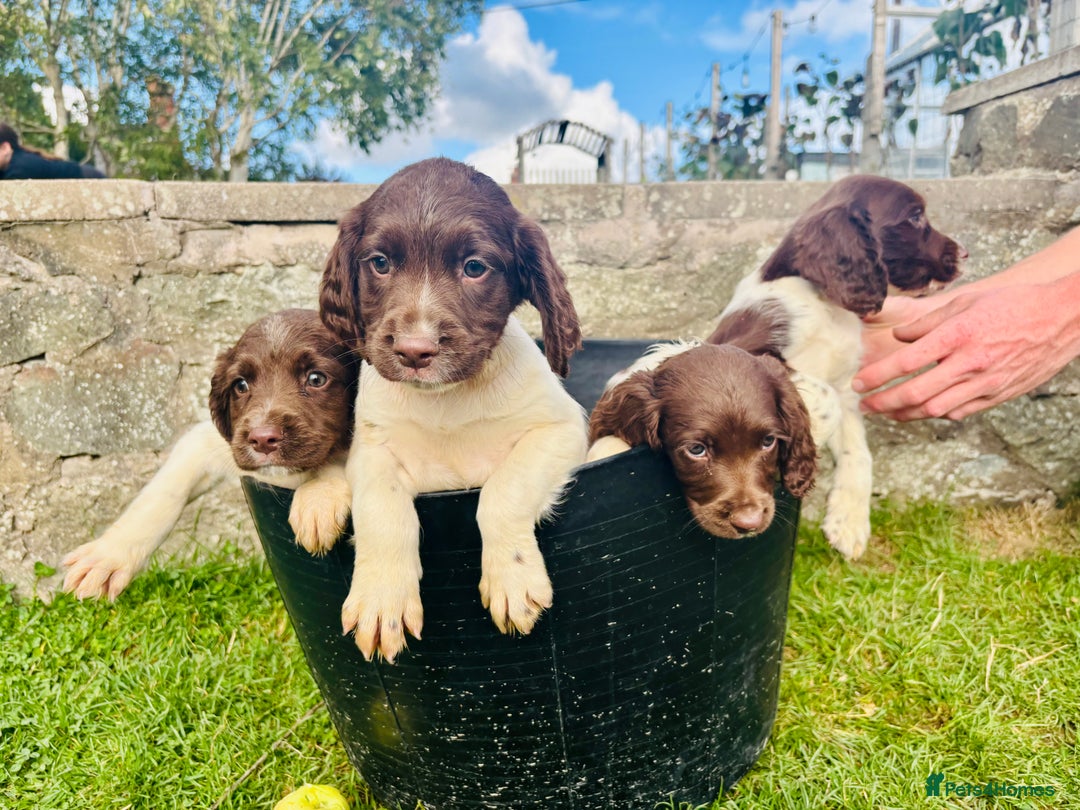 English Springer Spaniel dogs for sale: Springer Spaniel Puppies  - Image 1