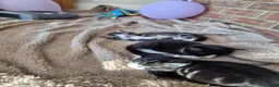Domestic Shorthair cats for sale: 4 gorgeous female kittens - Advert 13