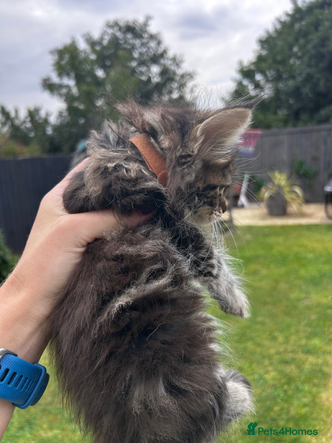 Maine Coon cats for sale: Maine coon kittens  - Image 4