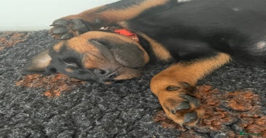 Rottweiler dogs - Advert 1