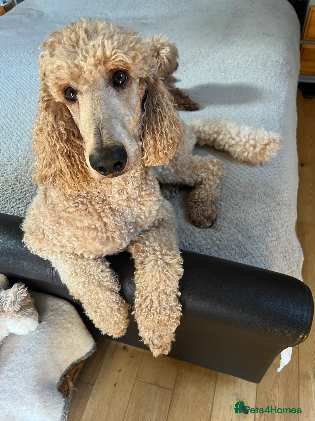 Standard Poodle dogs for stud: DNA & Hip scored KC reg Standard Poodle for Stud - Advert 2