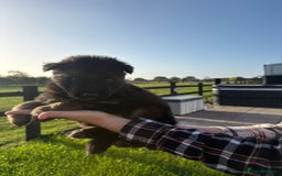German Shepherd dogs for sale: Litter of German shepherd puppies for sale - Image 4