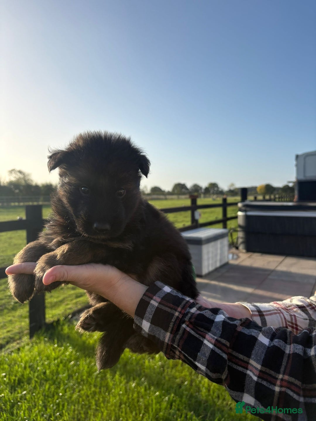 German Shepherd dogs for sale: Litter of German shepherd puppies for sale - Image 4
