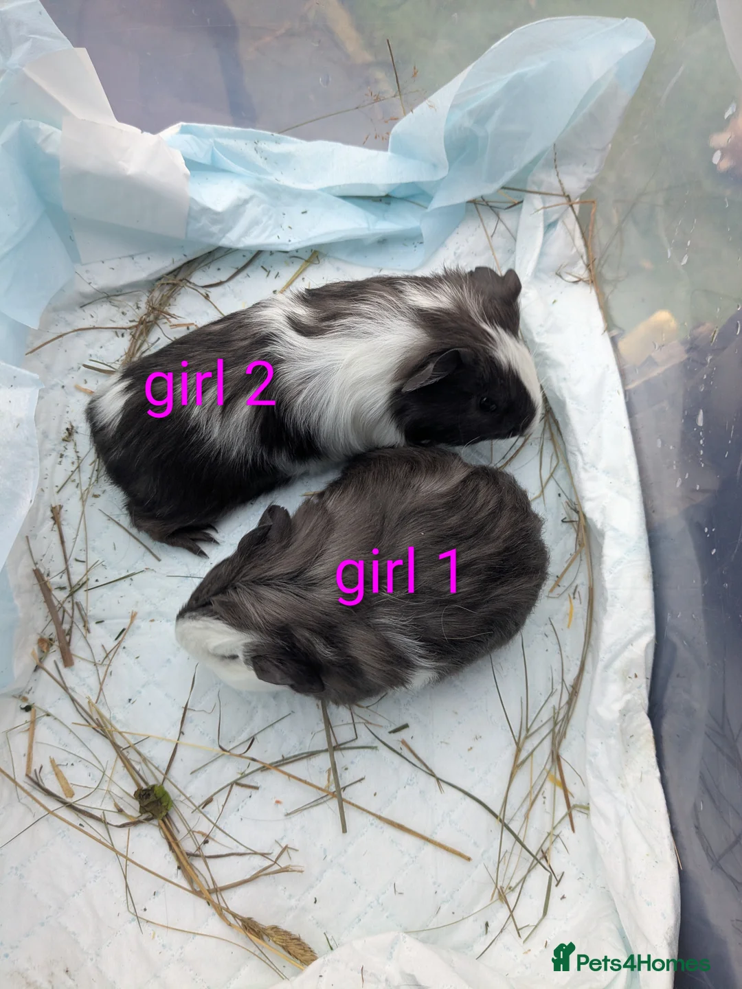 Guinea Pig rodents for sale: Little girl piggies  - Advert 2