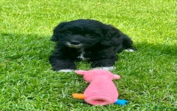 Cavapoo dogs for sale: Stunning Cavapoo puppies - Image 15