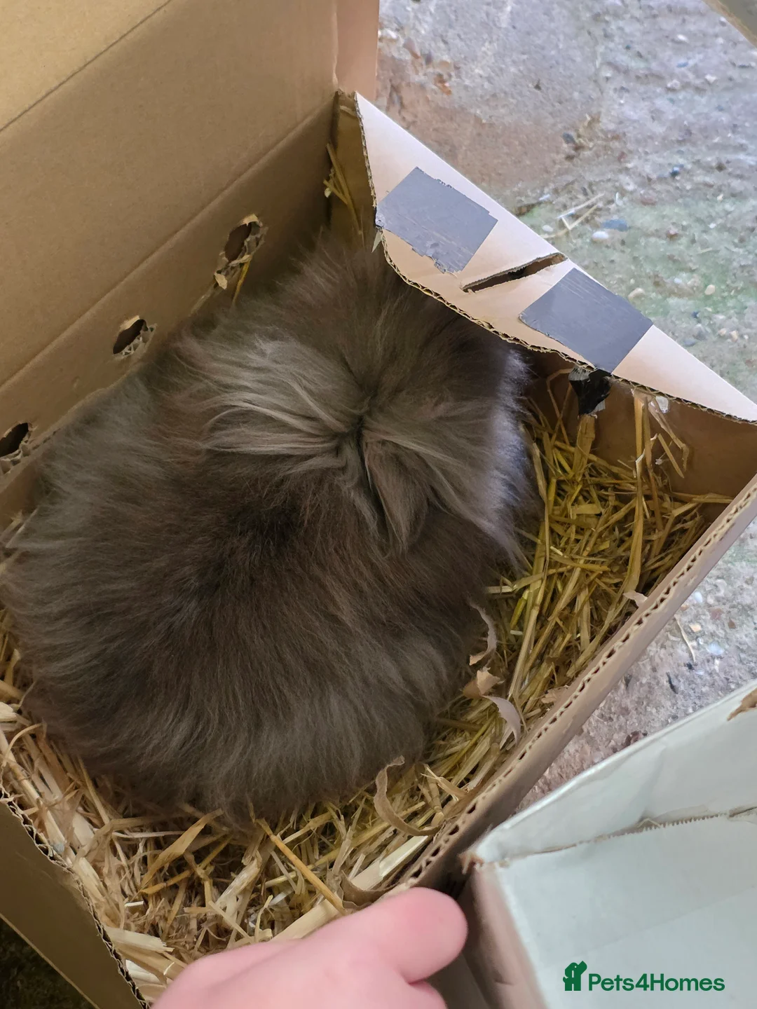 Lionhead rabbits for sale: Double mane Lionhead buck - Advert 2