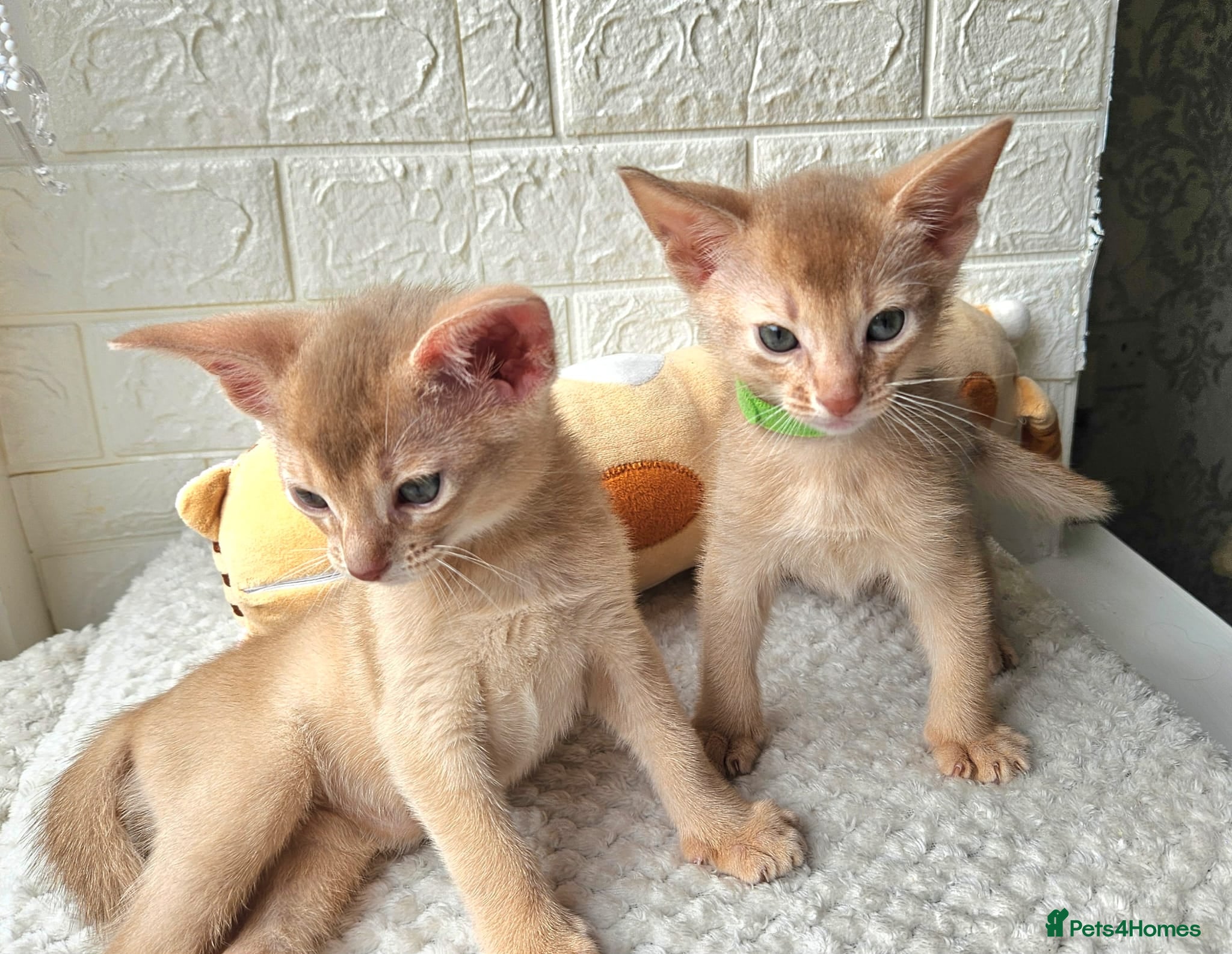 Abyssinian cats Abyssinian  - Advert 12