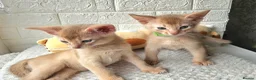 Abyssinian cats for sale: Abyssinian  - Advert 4